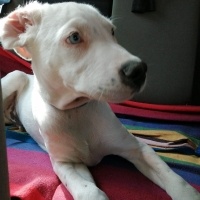 Dogo Arjantin, Köpek  ARES fotoğrafı