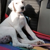 Dogo Arjantin, Köpek  ARES fotoğrafı