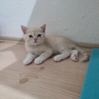 British Shorthair, Kedi  BRİTİSH SHORTHAİR KREM fotoğrafı