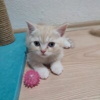 British Shorthair, Kedi  BRİTİSH SHORTHAİR KREM fotoğrafı