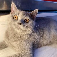 British Shorthair, Kedi  Ares fotoğrafı