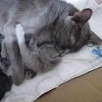 British Shorthair, Kedi  gölge fotoğrafı