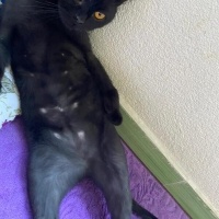 British Shorthair, Kedi  gölge fotoğrafı