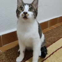 Soke, Kedi  Zeus fotoğrafı