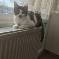Soke, Kedi  Zeus fotoğrafı