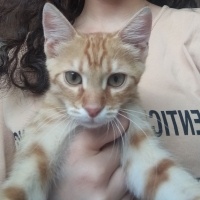 Sarman, Kedi  Tarçın fotoğrafı