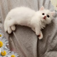 Scottish Fold, Kedi  Behlül fotoğrafı