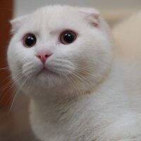 Scottish Fold, Kedi  Behlül fotoğrafı