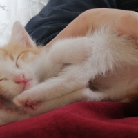 Tekir Kedi, Kedi  Behlül fotoğrafı