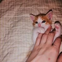 Tekir Kedi, Kedi  Behlül fotoğrafı