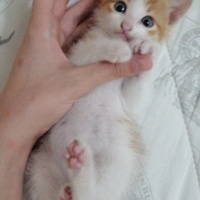 Tekir Kedi, Kedi  Behlül fotoğrafı
