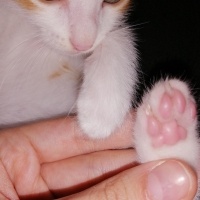 Tekir Kedi, Kedi  Behlül fotoğrafı