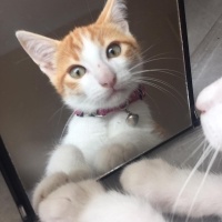 Tekir Kedi, Kedi  Behlül fotoğrafı
