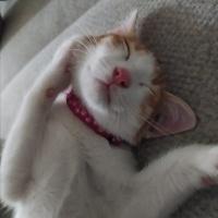 Tekir Kedi, Kedi  Behlül fotoğrafı