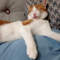 Tekir Kedi, Kedi  Behlül fotoğrafı
