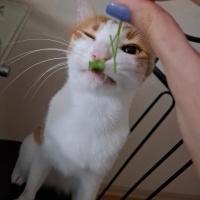 Tekir Kedi, Kedi  Behlül fotoğrafı