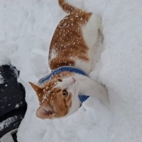 Tekir Kedi, Kedi  Behlül fotoğrafı