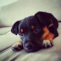 Rottweiler, Köpek  paşa  fotoğrafı