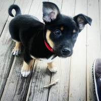 Rottweiler, Köpek  paşa  fotoğrafı