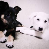 Rottweiler, Köpek  paşa  fotoğrafı