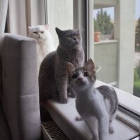 Tekir Kedi, Kedi  bıdık ile çakıl fotoğrafı