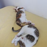 Tekir Kedi, Kedi  bıdık ile çakıl fotoğrafı