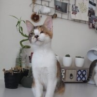 Tekir Kedi, Kedi  bıdık ile çakıl fotoğrafı