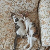 Tekir Kedi, Kedi  bıdık ile çakıl fotoğrafı