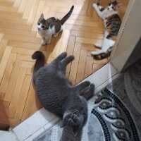 Tekir Kedi, Kedi  bıdık ile çakıl fotoğrafı