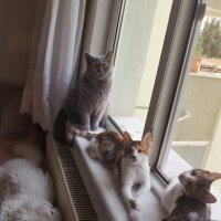 Tekir Kedi, Kedi  bıdık ile çakıl fotoğrafı