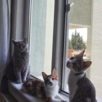 Tekir Kedi, Kedi  bıdık ile çakıl fotoğrafı