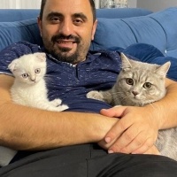 British Shorthair, Kedi  Duman fotoğrafı