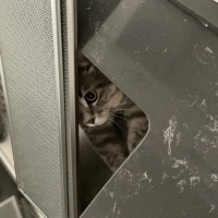 British Shorthair, Kedi  Duman fotoğrafı