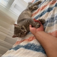 British Shorthair, Kedi  Duman fotoğrafı