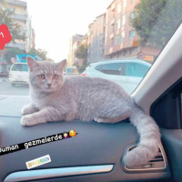 British Shorthair, Kedi  Duman fotoğrafı