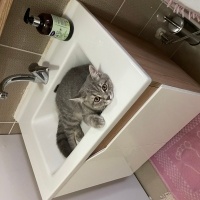 British Shorthair, Kedi  Duman fotoğrafı