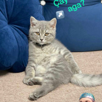 British Shorthair, Kedi  Duman fotoğrafı