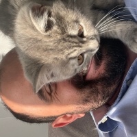 British Shorthair, Kedi  Duman fotoğrafı