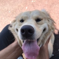 Golden Retriever, Köpek  Badem fotoğrafı