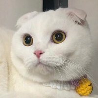 Scottish Fold, Kedi  tosi fotoğrafı