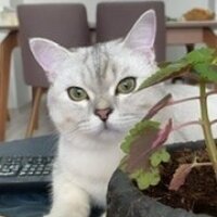 British Shorthair, Kedi  Alex fotoğrafı