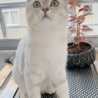 British Shorthair, Kedi  Alex fotoğrafı