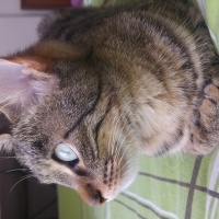 Tekir Kedi, Kedi  muffin fotoğrafı