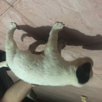 Dogo Arjantin, Köpek  - fotoğrafı