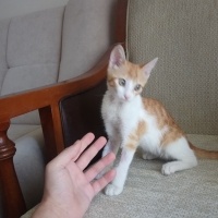 Sarman, Kedi  Anne'm fotoğrafı