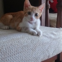 Sarman, Kedi  Anne'm fotoğrafı