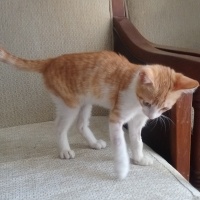 Sarman, Kedi  Anne'm fotoğrafı