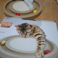 Sarman, Kedi  Anne'm fotoğrafı
