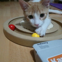 Sarman, Kedi  Anne'm fotoğrafı