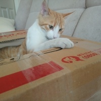 Sarman, Kedi  Anne'm fotoğrafı